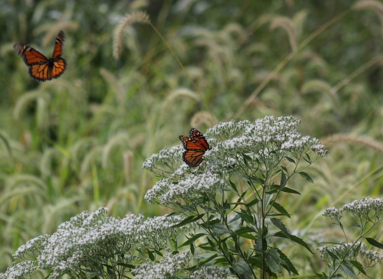 Wildlife - Monarch Butterfly - Joe Pye Weed