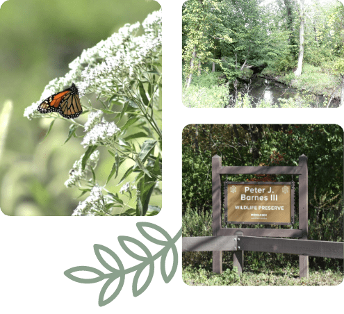 Collage showing a monarch butterfly on white wildflowers, a wooded stream, and a sign for the Peter J. Barnes III Wildlife Preserve.