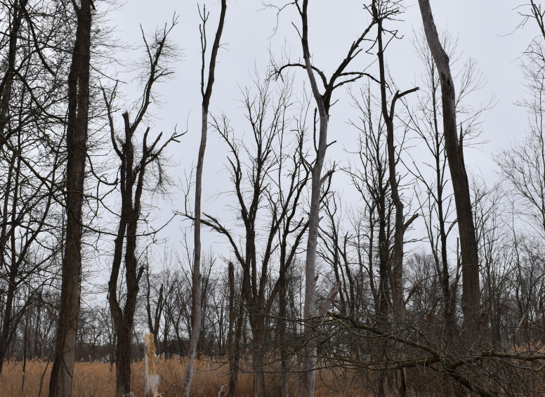 Dead ash trees with broken limbs and fallen trunks in a wintery wetland, showing damage from emerald ash borer infestation.