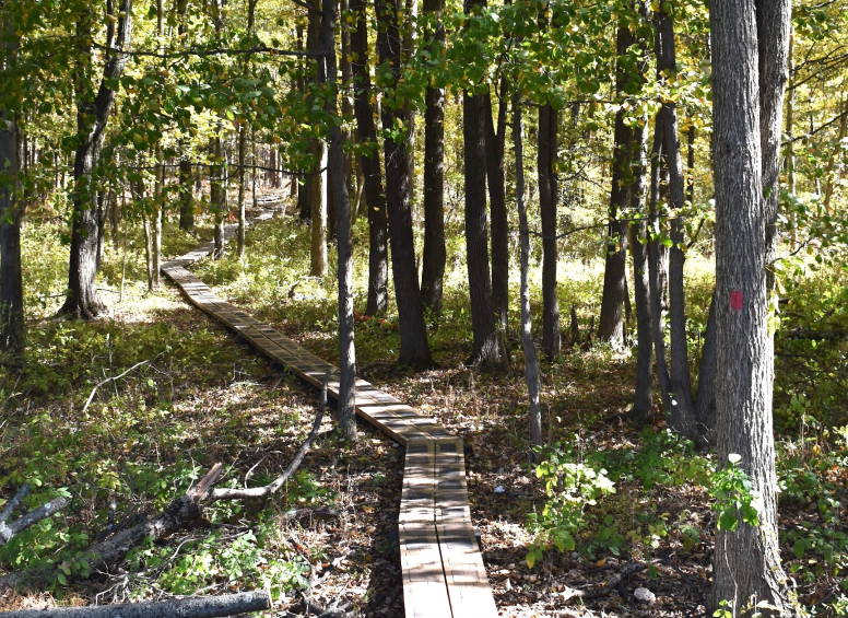 Narrow wooden boardwalk winding through a low-lying forested area with red trail blazes on trees.