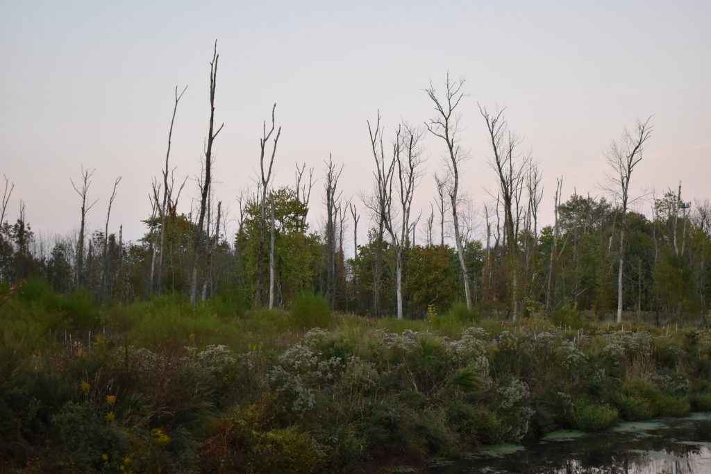 Landscape with numerous dead ash trees along a wetland edge.