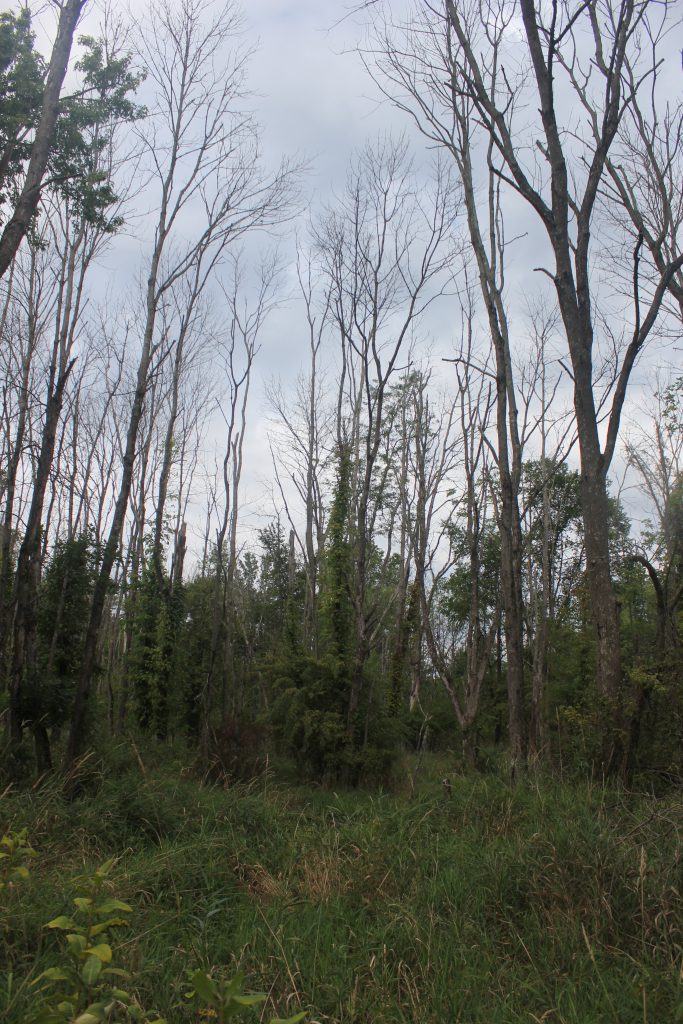 Cluster of dead ash trees with sparse foliage in a grassy forest clearing.