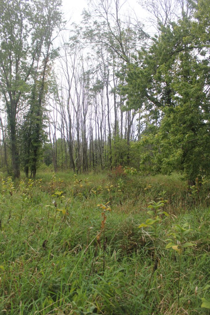 Open meadow bordered by a mix of living and dead ash trees with thinning canopies.
