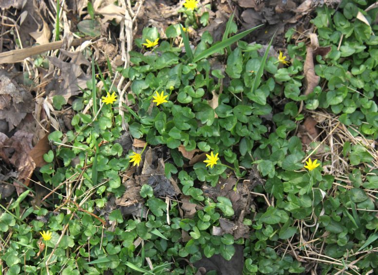 Close-up of Lesser Celadine, a low-growing plant with small yellow flowers and glossy green leaves.