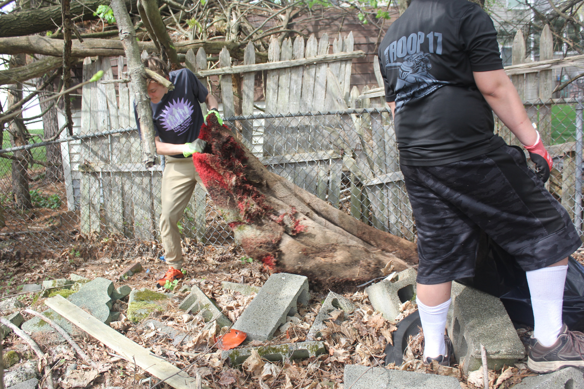 Scout pulling a large rug off a tree in a cluttered, wooded area.