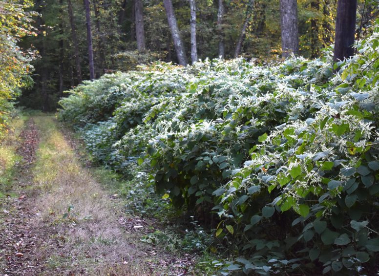Dense stand of Japanese Knotweed growing along a forest path.