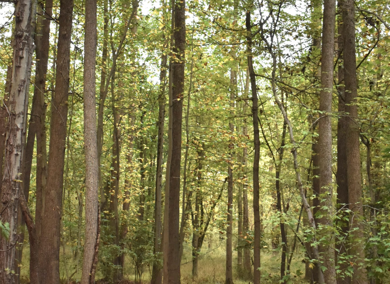 Sunlight filtering through tall trees in a wooded section of the Red Trail.