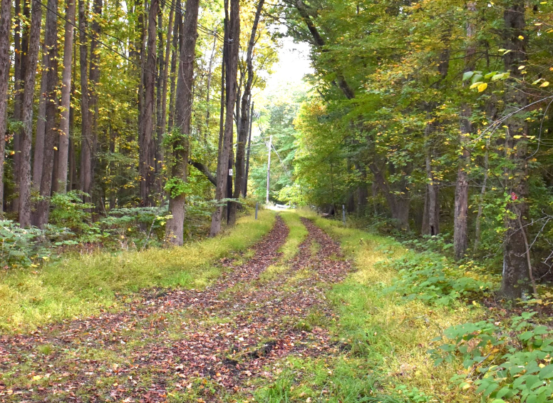 Grassy trail path flanked by tall, straight trees in early fall.
