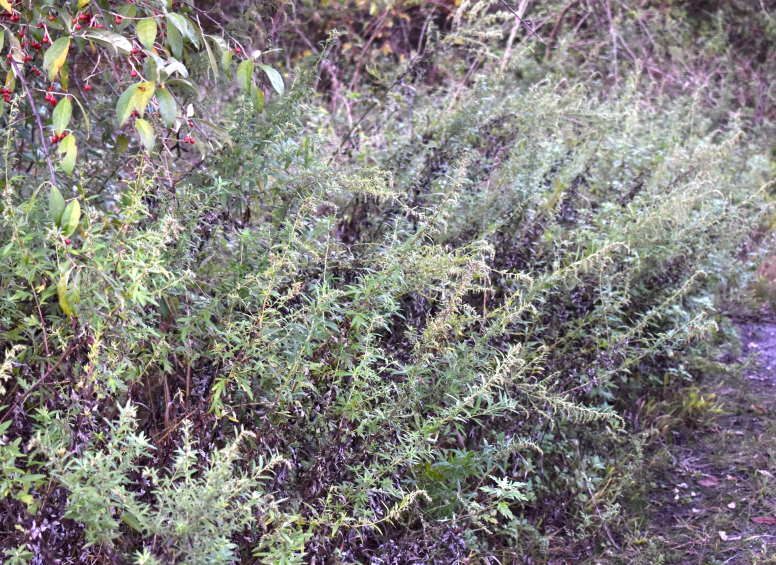 Patch of Mugwort plants with slender, leafy stems growing along a path.