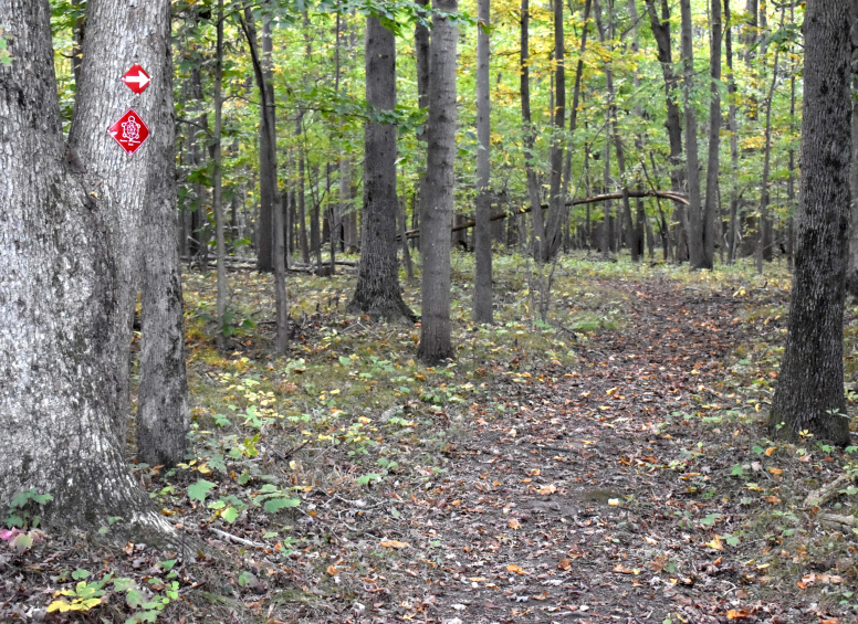 Red trail markers posted on trees beside a dirt path through the woods.