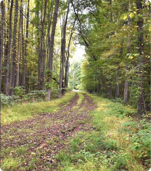 Wooded trail with tall trees and a grassy, leaf-strewn path.