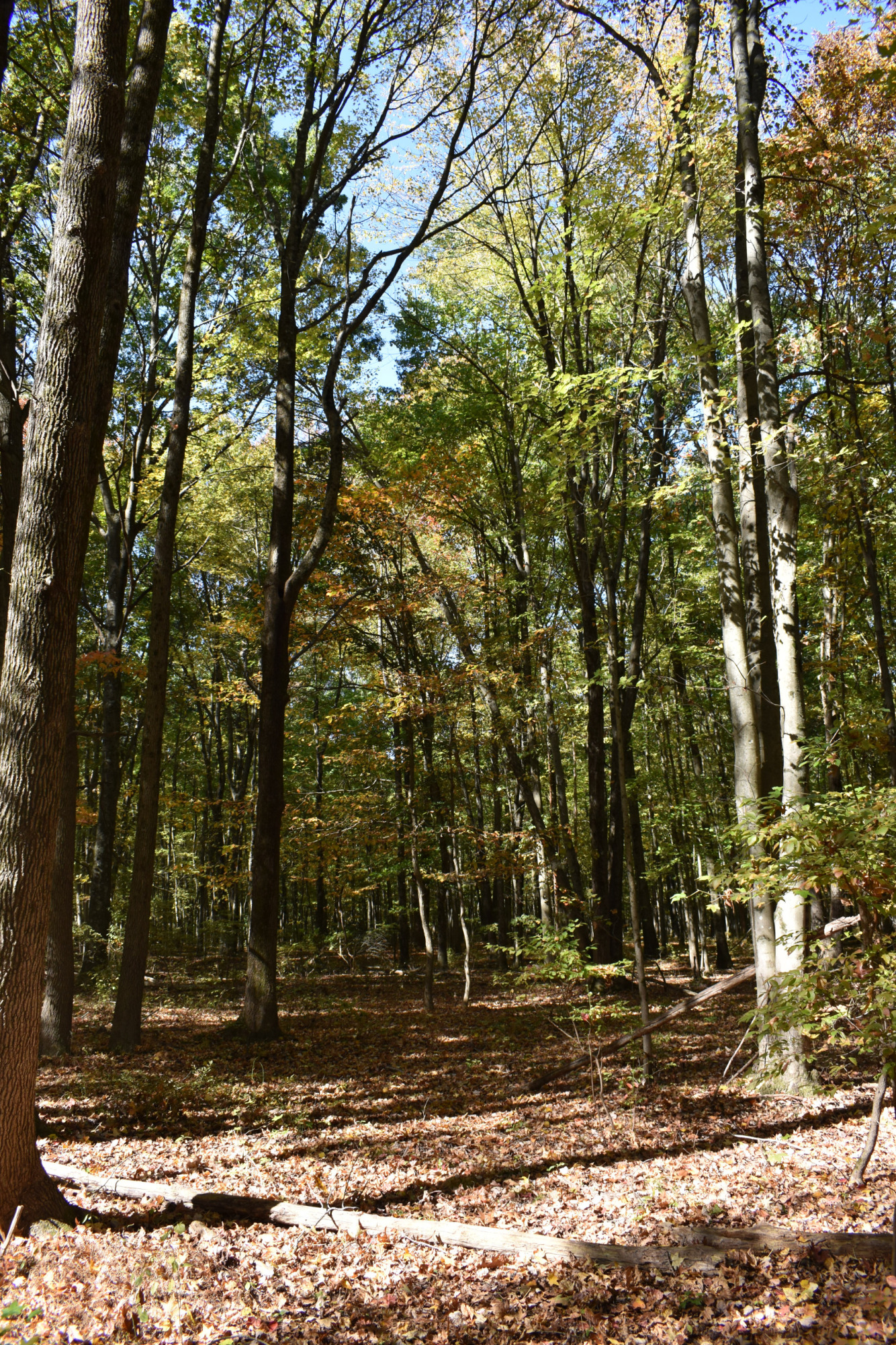 Shady forest area with scattered sunlight on fallen leaves.