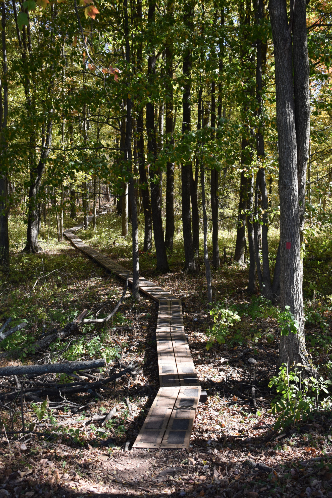 Wooden boardwalk crossing a low forested section of the trail.