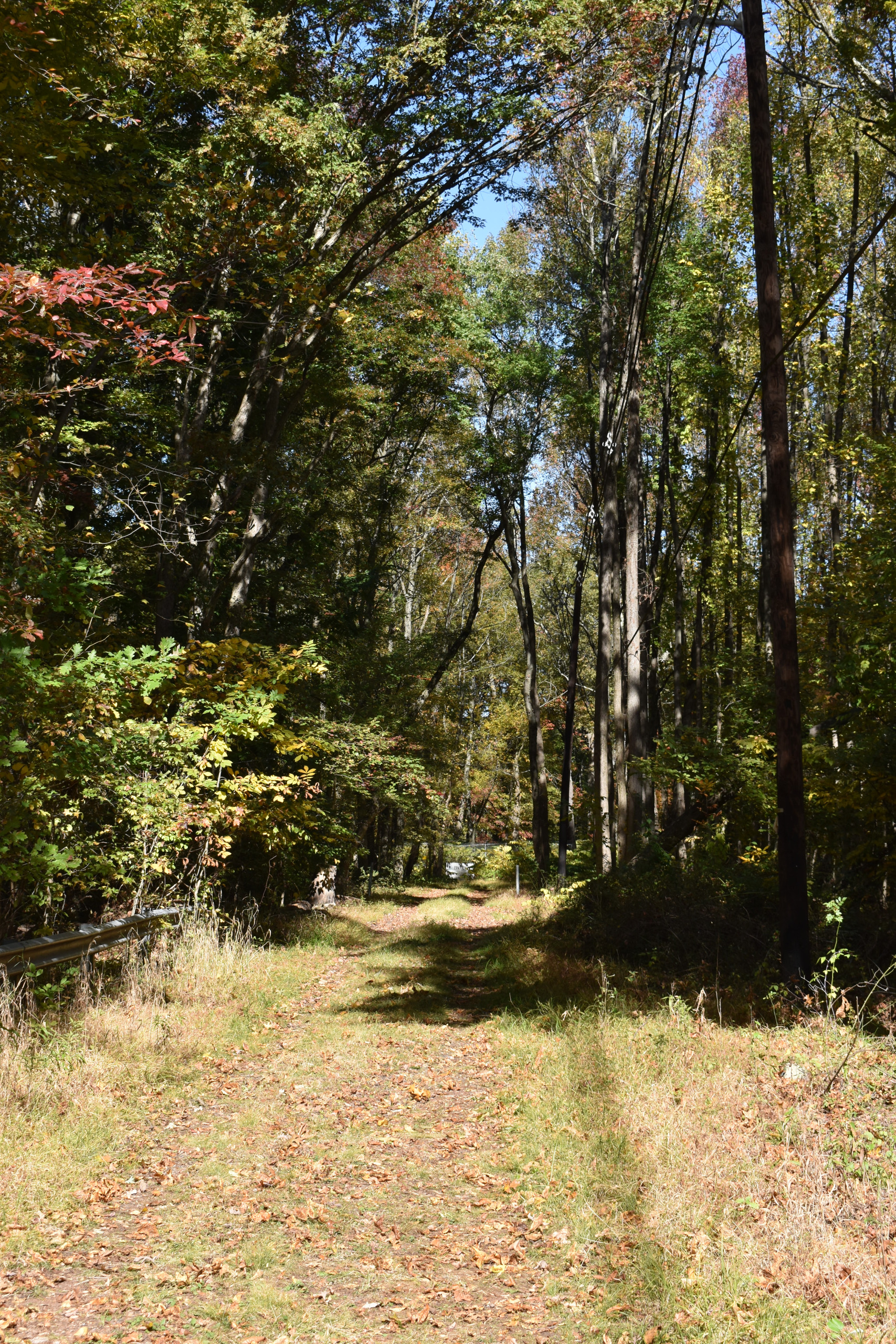 Narrow, grassy trail through a lightly wooded area.