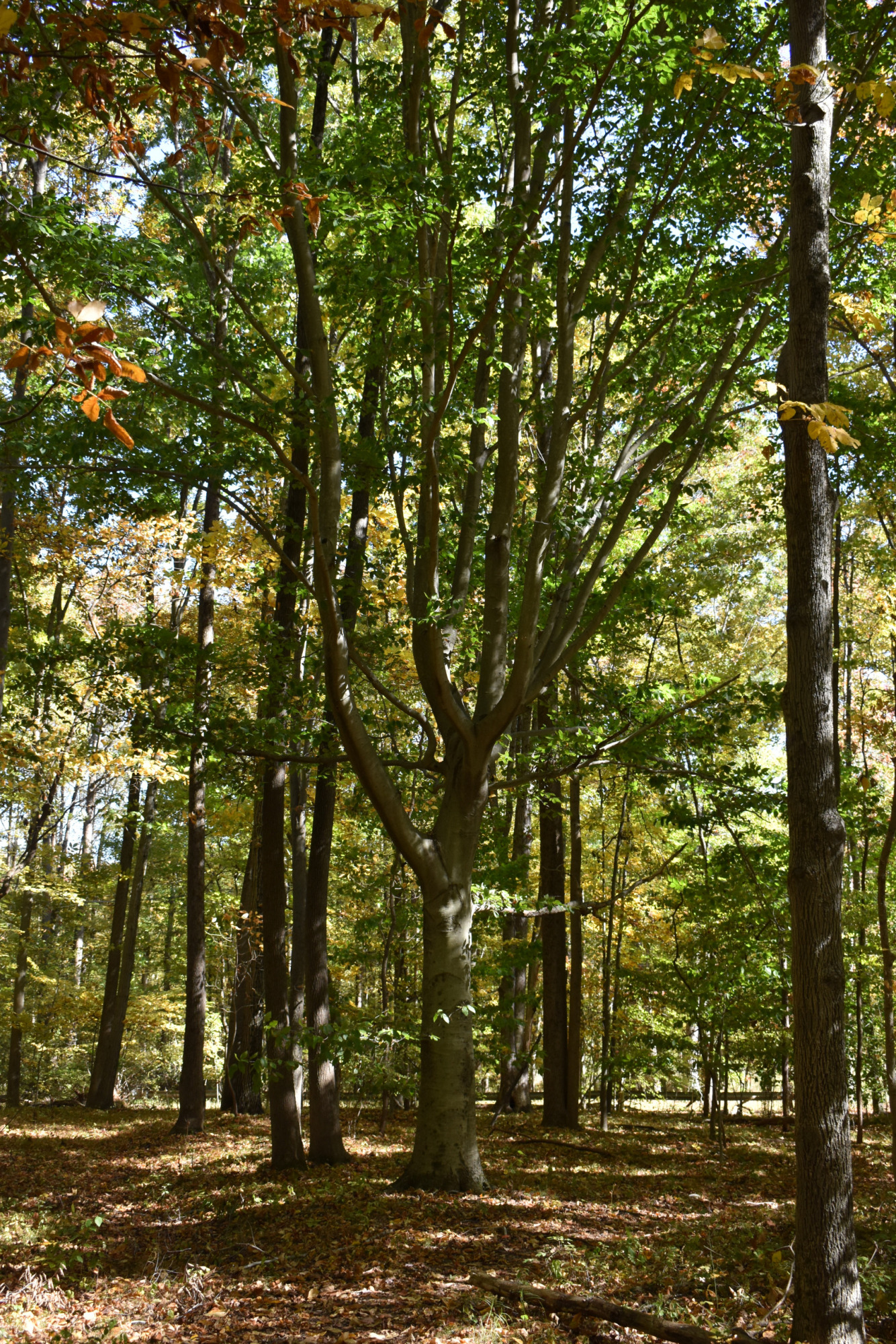 Canopy of green trees over a quiet wooded clearing.