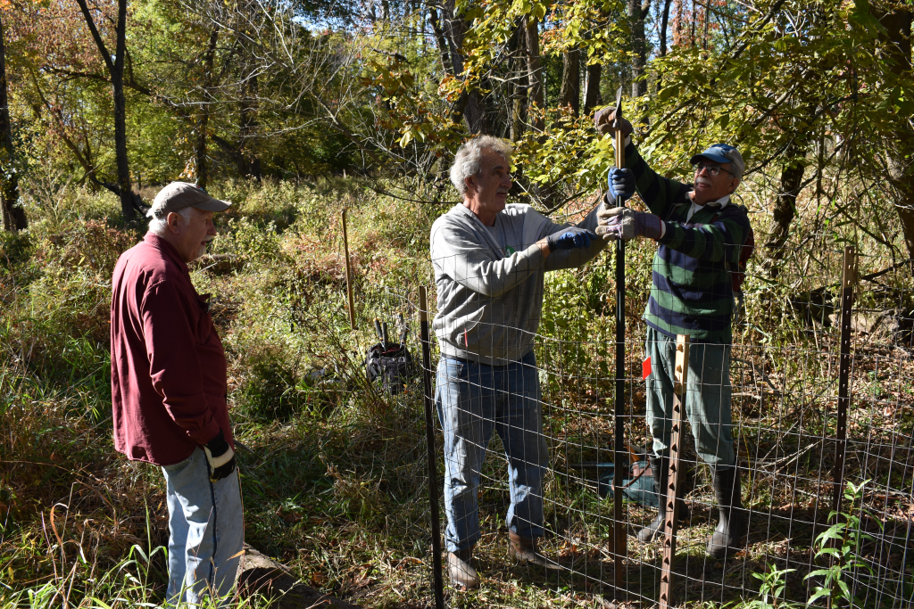 Three volunteers installing fencing for native species planting.