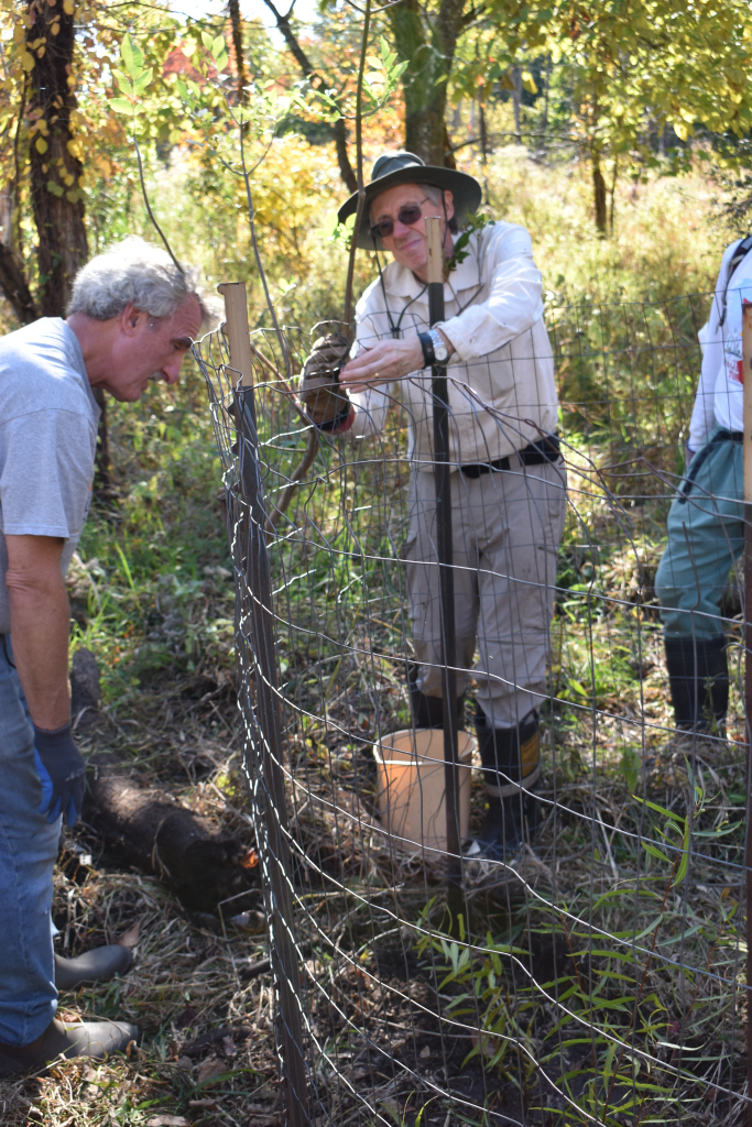 Volunteers Mark Herzberg and Peter Fairclough planting black willow inside a fenced enclosure.