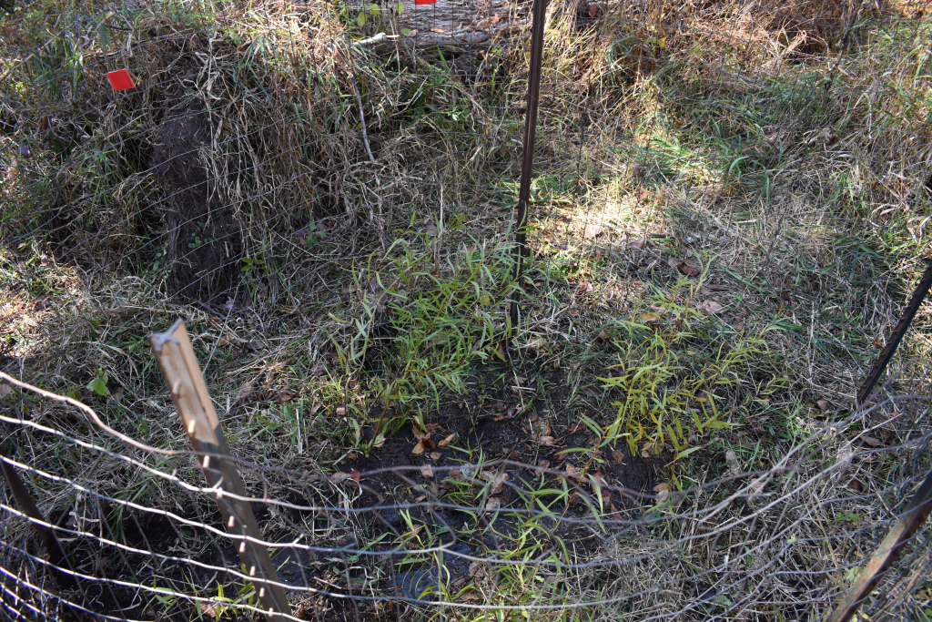 Black willow planting inside a small enclosure with protective fencing.