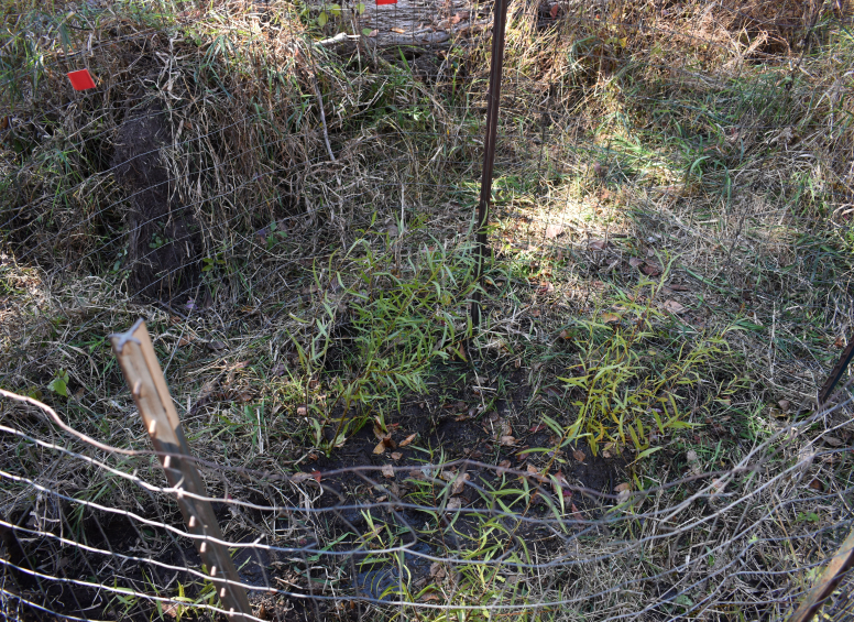 Black willow planting inside a small enclosure with protective fencing.