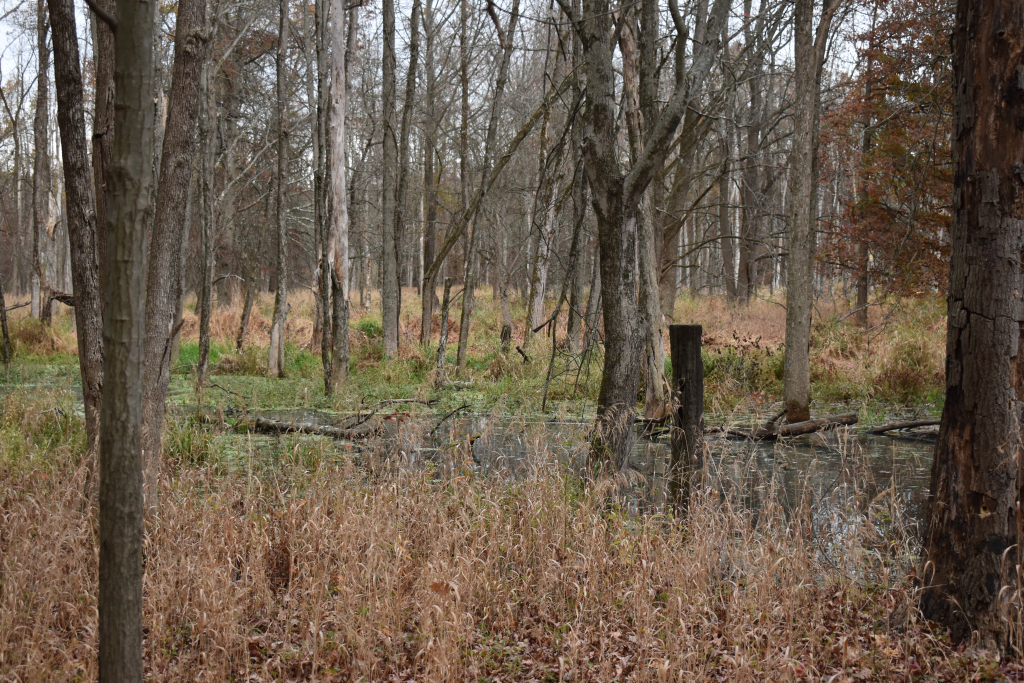 Bound Brook Flooded due to Beaver Dam