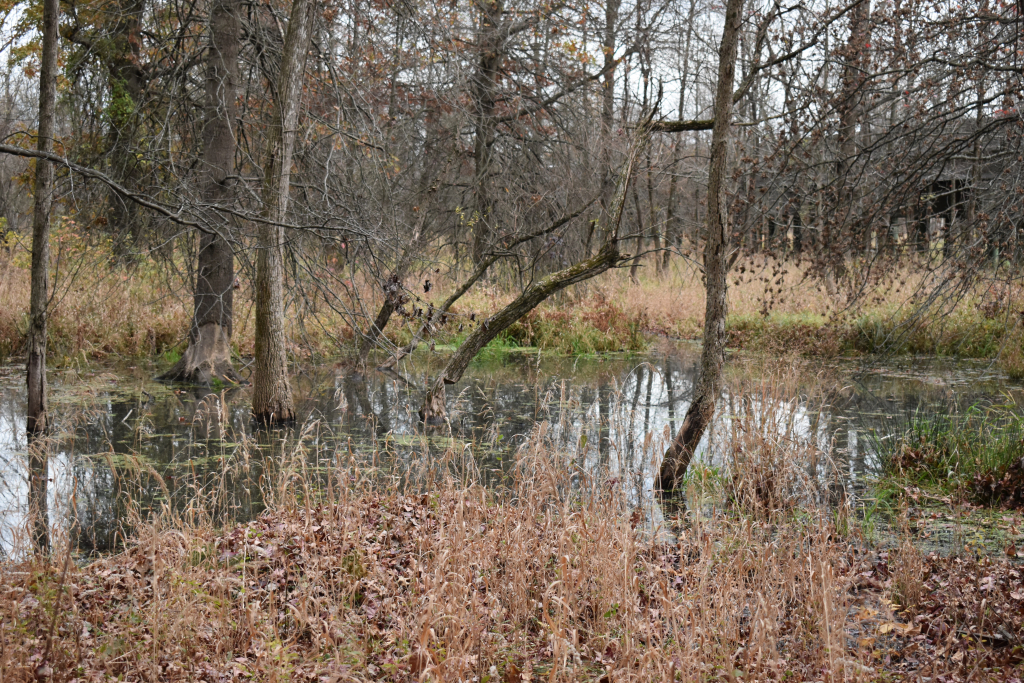 Bound Brook Flooded due to Beaver Dam