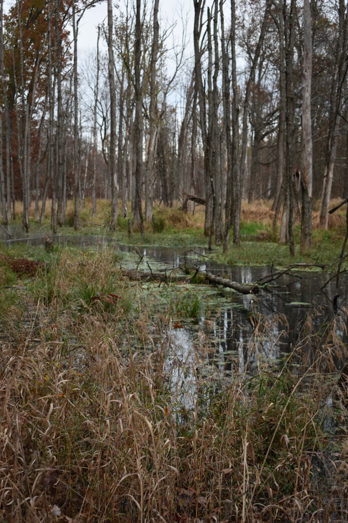 Bound Brook Flooded - Beaver Dam - Dead Ash Trees