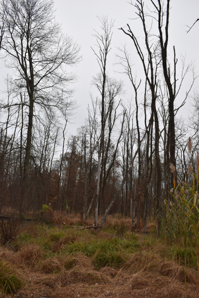 Field of Dead Ash Trees