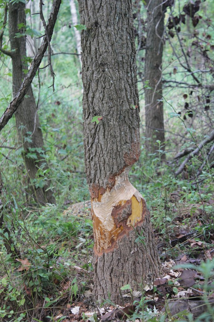Tree trunk gnawed by a beaver, showing distinctive bite marks.