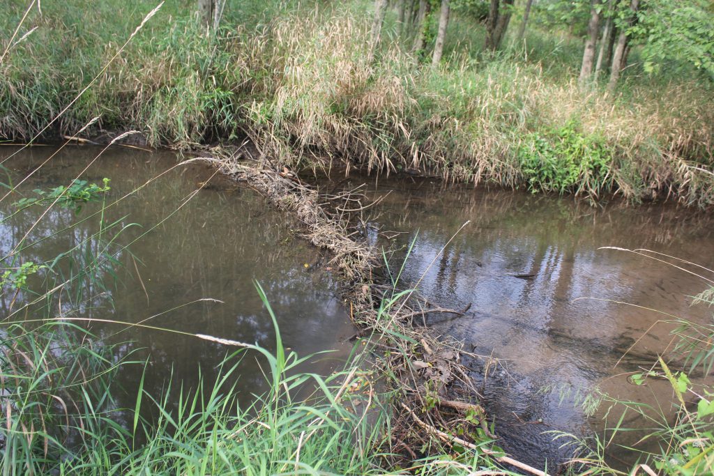 Beaver dam across a narrow stream, part of a restored wetland ecosystem.