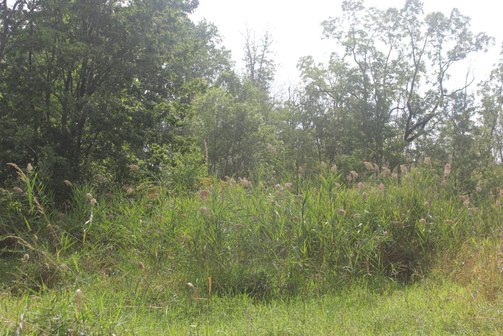 Thick clump of mugwort in a grassy, sunlit area.