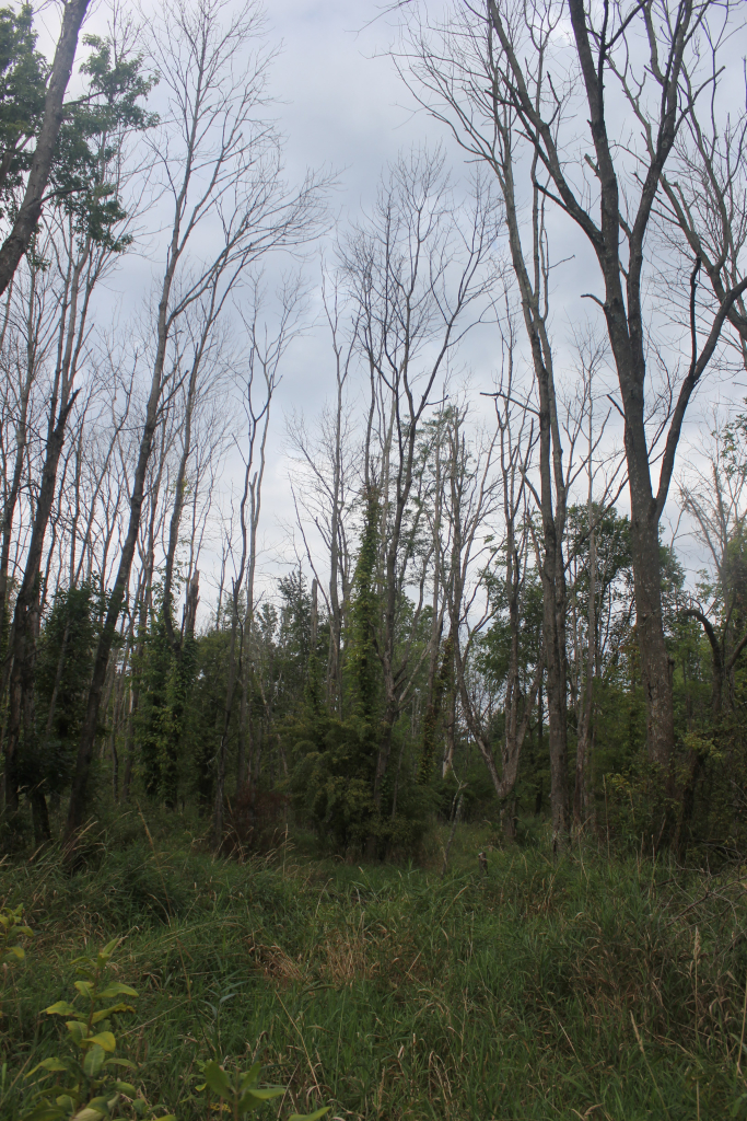 Cluster of dead ash trees with thin, leafless trunks surrounded by tall grass.