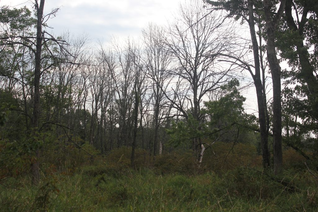 Dead and dying ash trees in a grassy forested area under overcast skies.