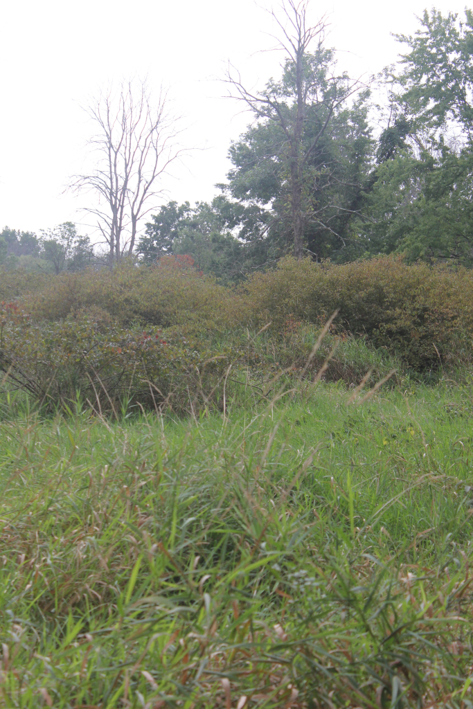 Overgrown field with shrubs and dead ash trees in the background.