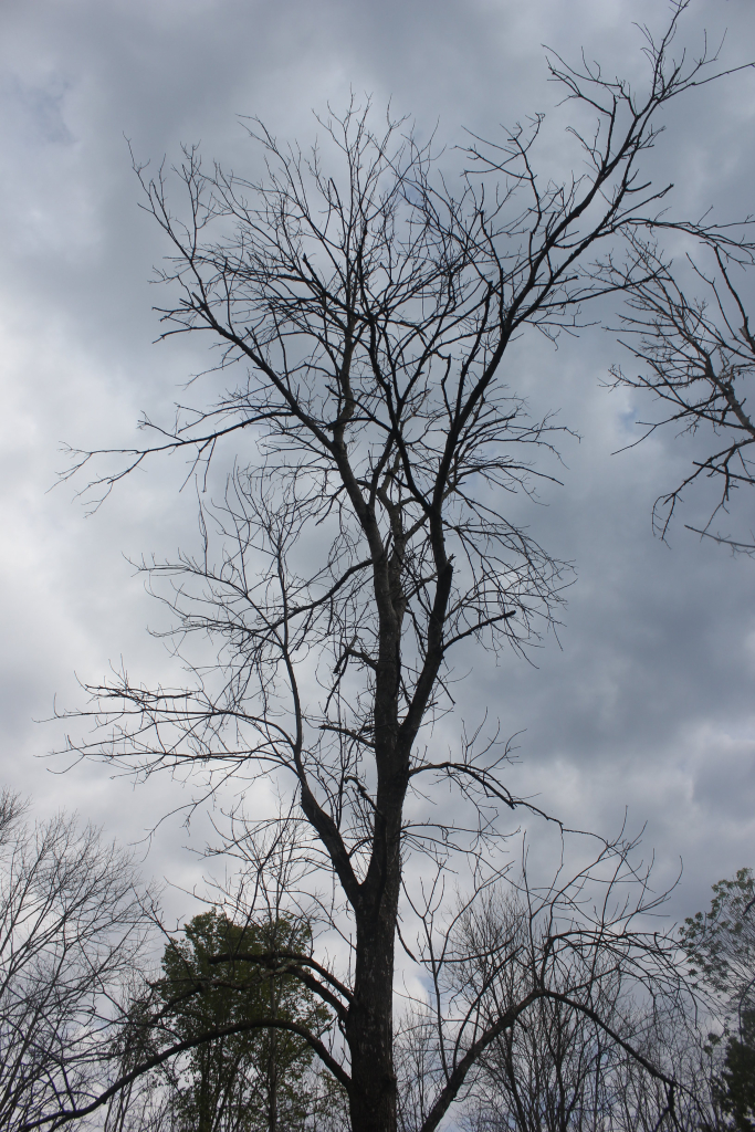 Bare ash tree standing against a cloudy sky, affected by emerald ash borer.