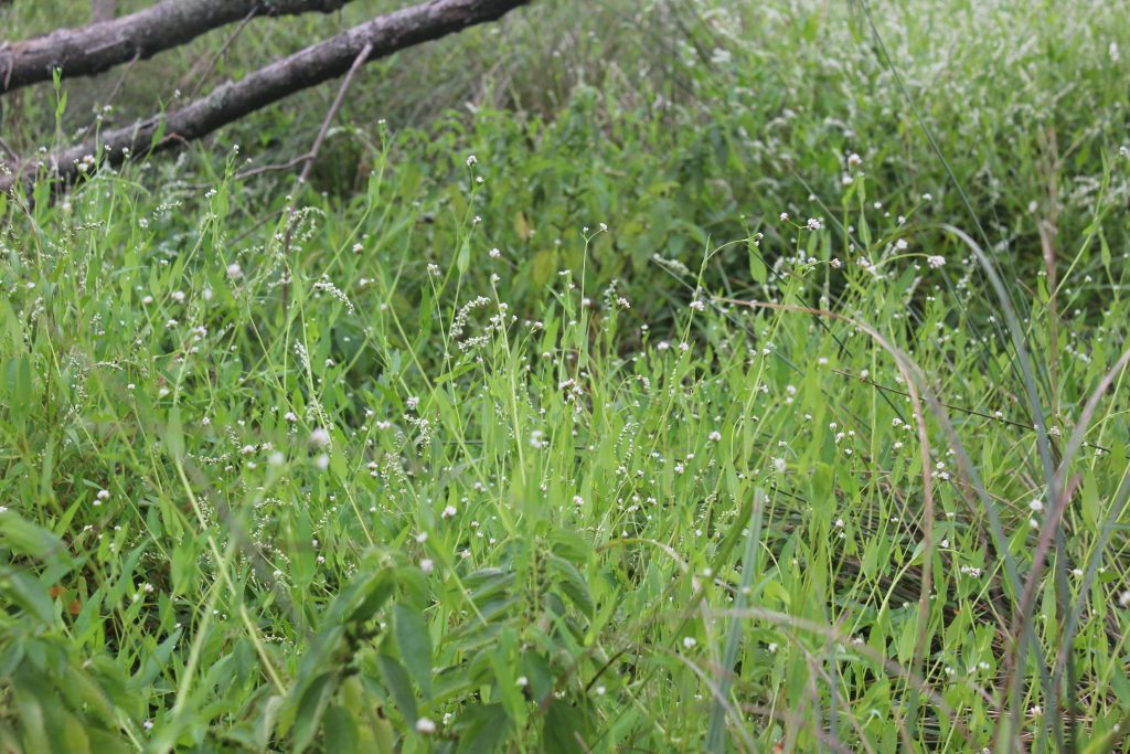 Dense patch of invasive Japanese Stiltgrass.