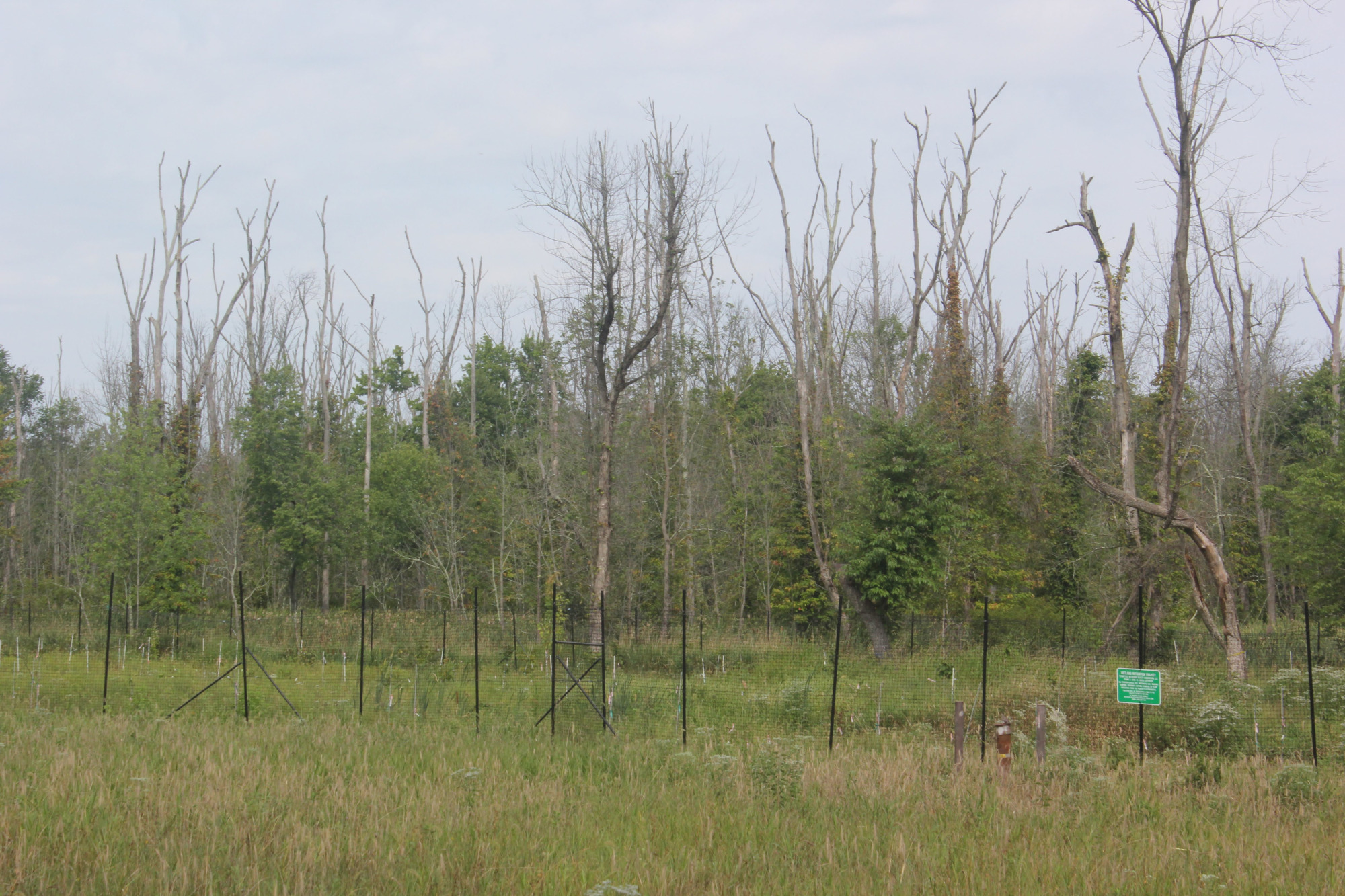Fenced-off section of wetland with dead trees and a small green restoration sign.