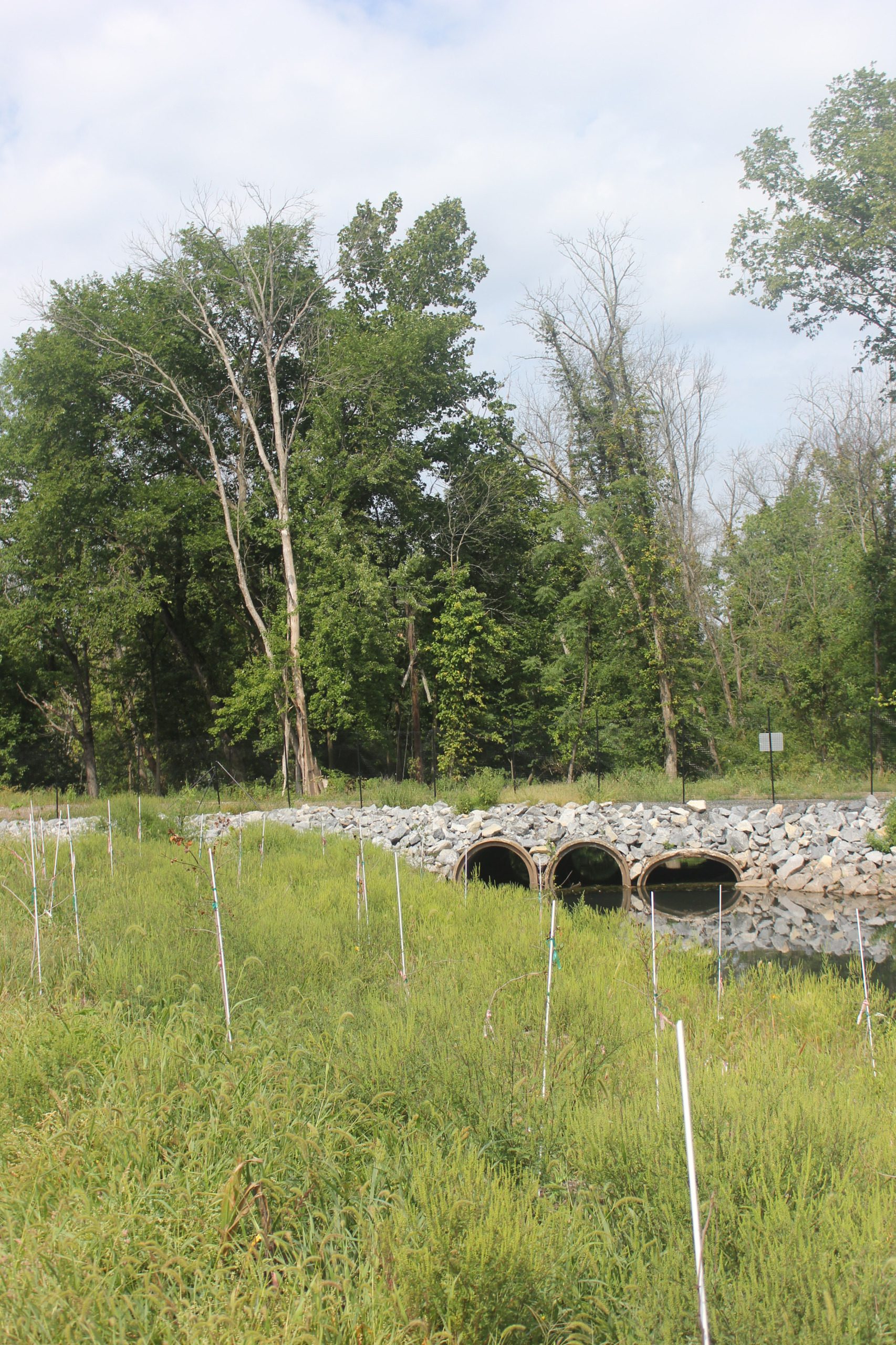 View of a culvert with multiple drainage pipes beneath a stone embankment, surrounded by tall grass and newly planted stakes.