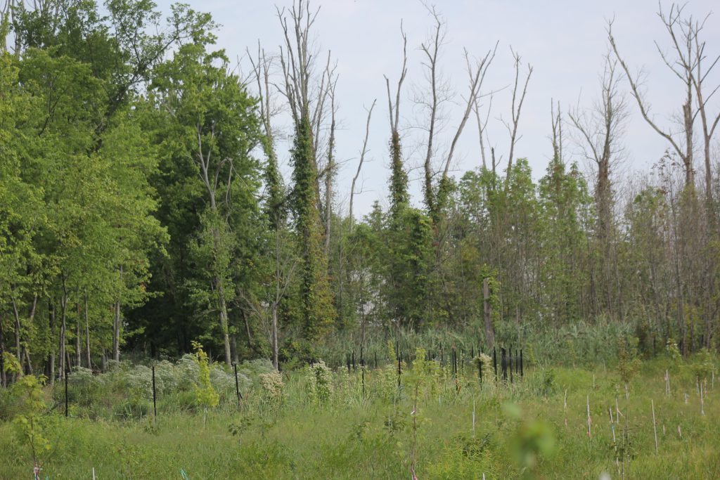 Open area with various invasive plants surrounded by dead ash trees.