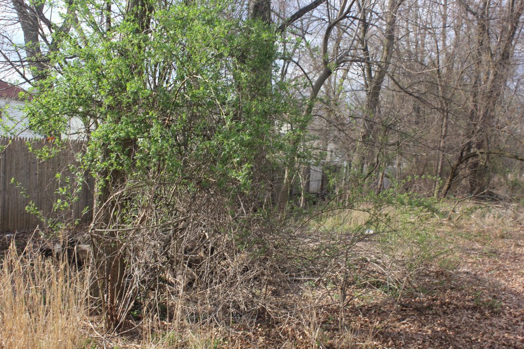 Large overgrown bush spreading into a wooded path near a fence.
