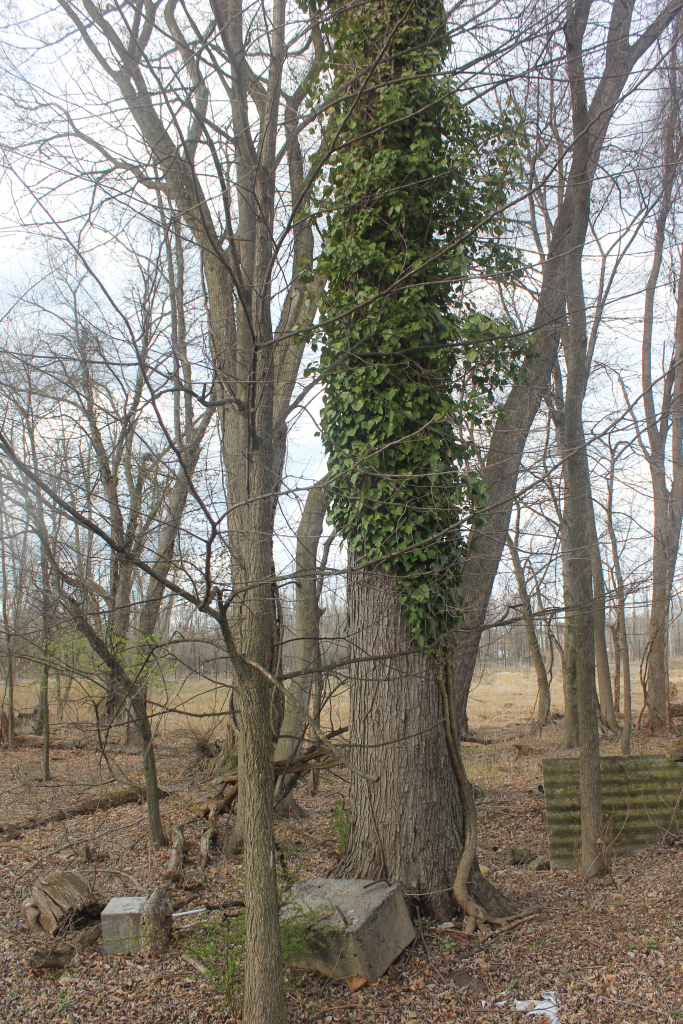 Tree in a forested area wrapped in thick English ivy, with discarded concrete blocks at the base.