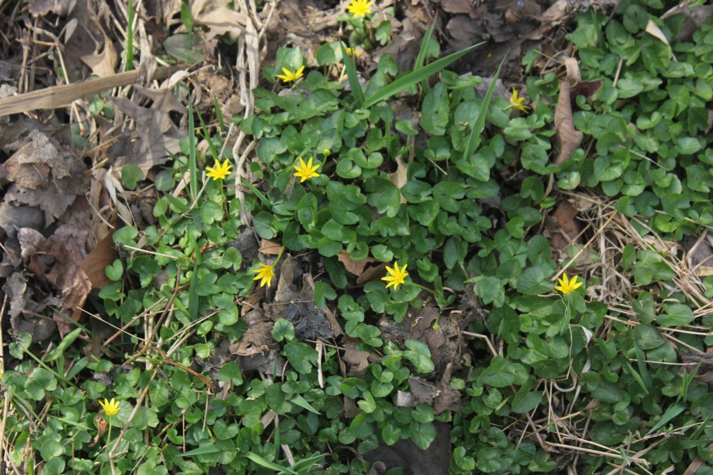 Lesser celandine with small yellow flowers and glossy leaves among dead foliage.