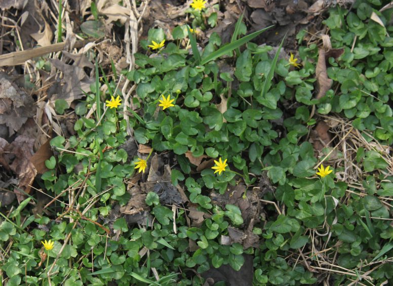 Lesser celandine with small yellow flowers and glossy leaves among dead foliage.
