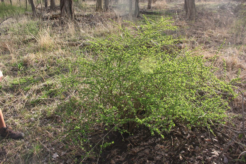 Bushy Japanese barberry plant growing in a dry forest clearing.