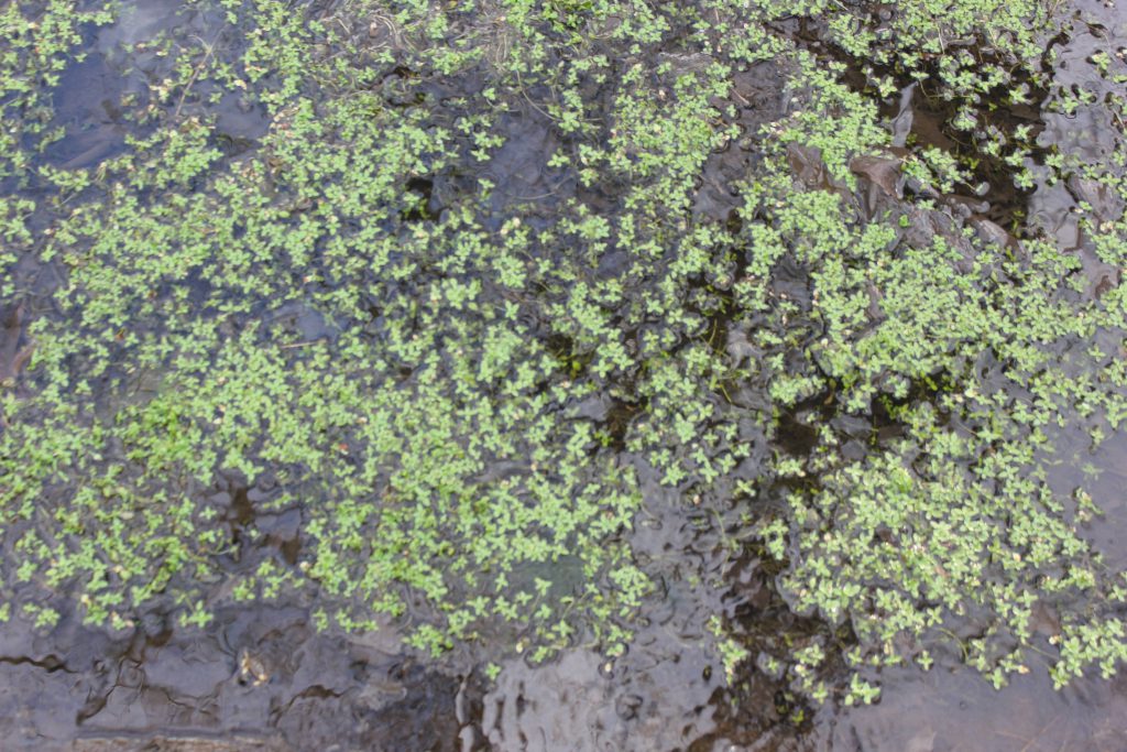 Dense layer of green duckweed covering the surface of still water.