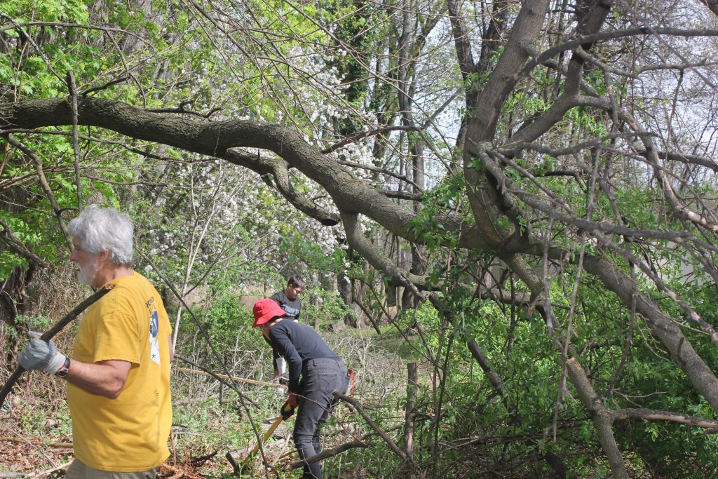 Volunteers trimming low-hanging branches and clearing underbrush.