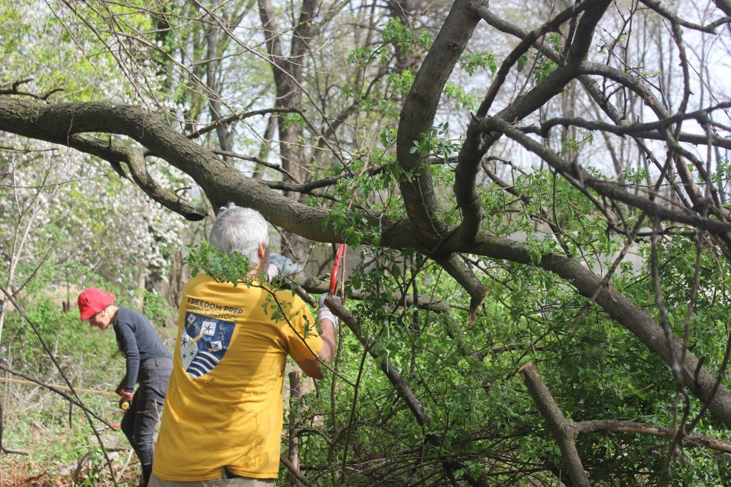 Volunteers cutting and removing tangled branches from a low tree.
