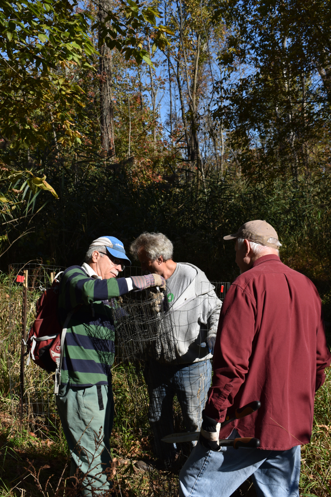 John Wiley, Mark Herzberg, and Brian Weeks assembling a wire enclosure for native plants.