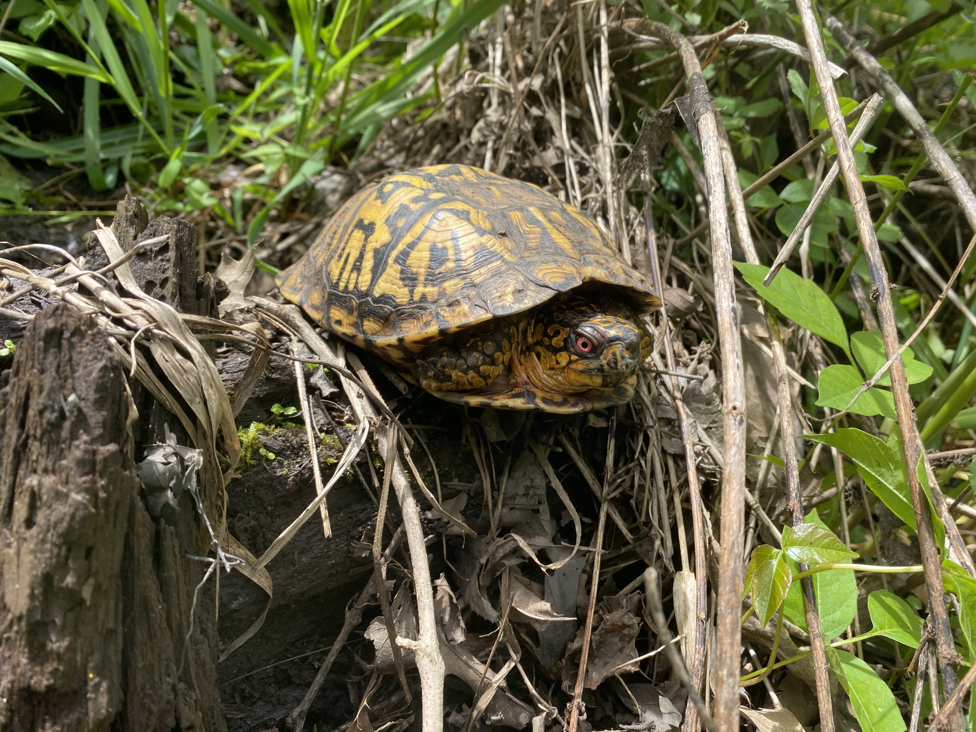 Painted turtle resting among dry leaves and grass on the forest floor.