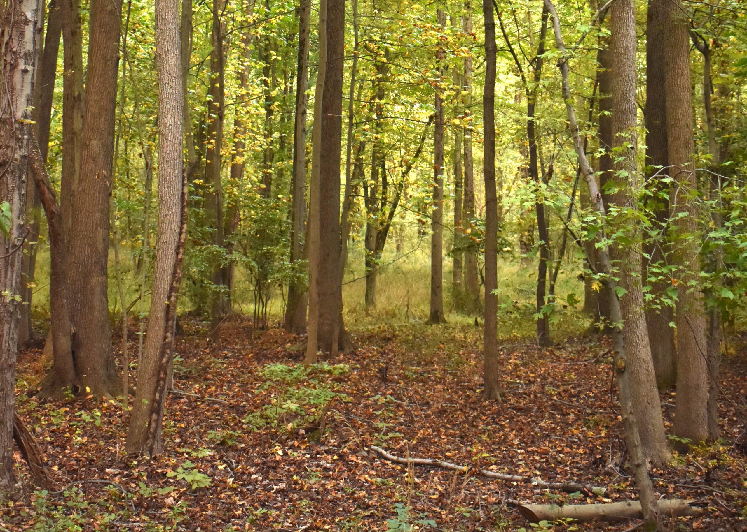 Sunlight filtering through tall trees along a flat woodland trail.