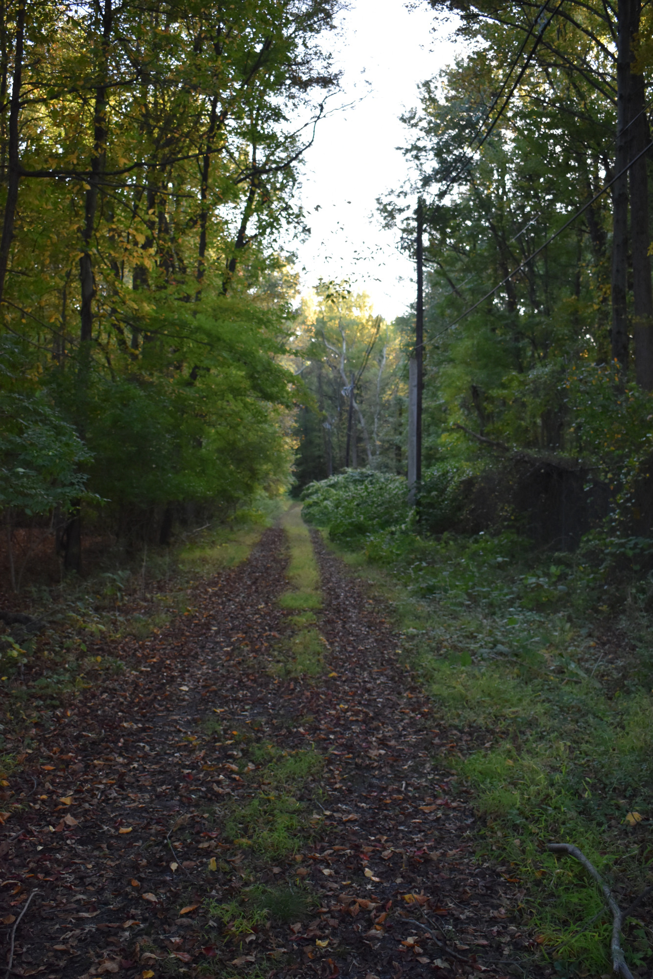 Wide dirt path bordered by dense woods on both sides.